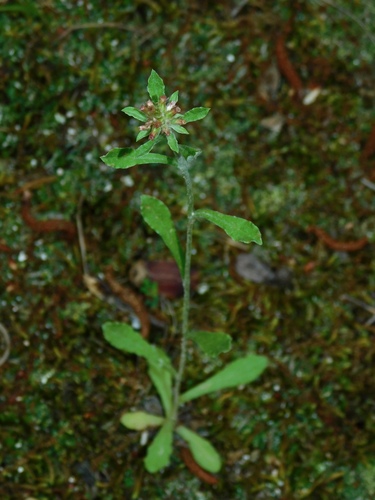 Gamochaeta purpurea iNat (1)