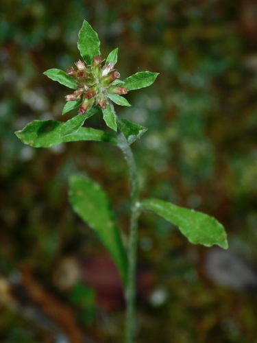 Image of Gamochaeta purpurea by (c) Michael J. Papay, some rights reserved (CC BY)