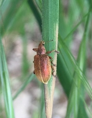 Polydrusus cocciferae