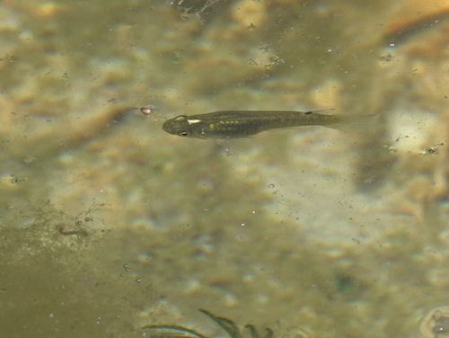 Green panchax (Aplocheilus blockii) — Aplocheilidae — 4