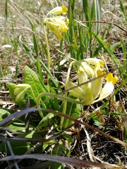 Primula veris macrocalyx