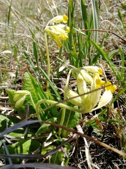 Primula veris macrocalyx