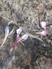 Pelargonium ternifolium