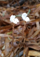 Didymoplexis pallens