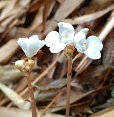 Didymoplexis pallens