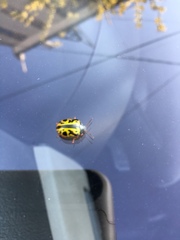 Calligrapha fulvipes