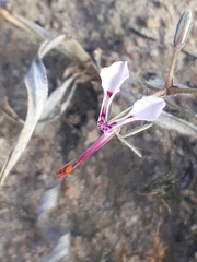 Pelargonium ternifolium