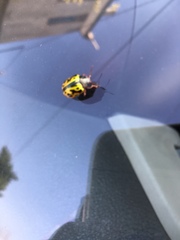 Calligrapha fulvipes