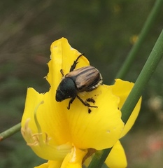 Blitopertha lineolata