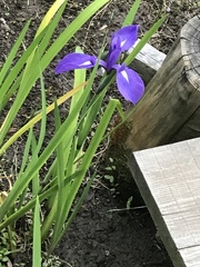 Iris laevigata