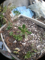 Myroxylon balsamum