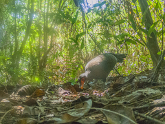 Polyplectron germaini