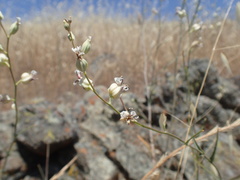 Streptanthus glandulosus albidus