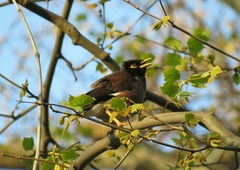 Acridotheres tristis