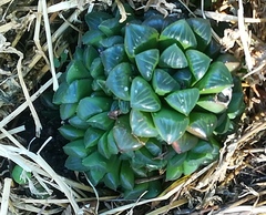 Haworthia