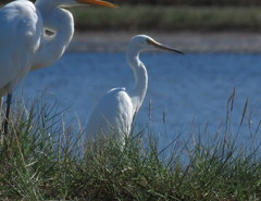 Egretta garzetta nigripes