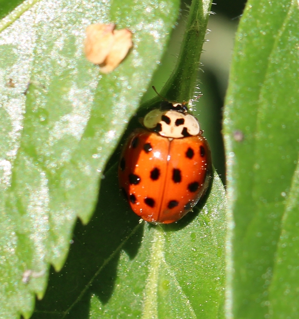 What type of ladybug/lady beetle might these be? : r/whatsthisbug