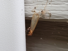 Coptotermes formosanus