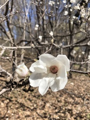 Magnolia loebneri
