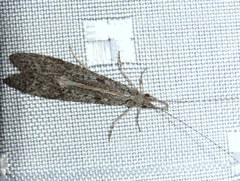 Triplectidinae