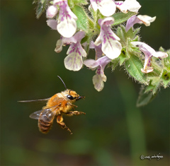 Cadeguala occidentalis