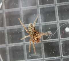Liocranum rupicola