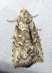 Calathusa basicunea