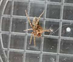 Liocranum rupicola