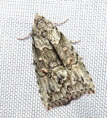 Calathusa basicunea