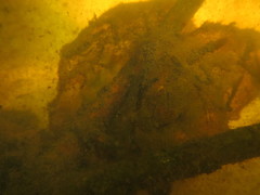 Ambystoma gracile