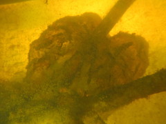 Ambystoma gracile
