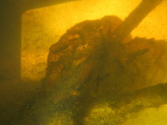 Ambystoma gracile