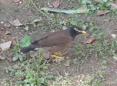 Acridotheres tristis