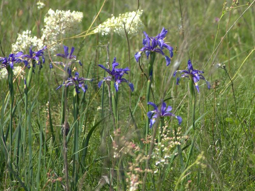 Seashore iris (Iris spuria)