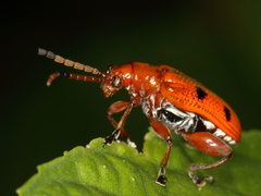 Lema quadripunctata