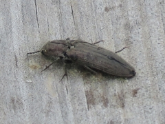 Actenicerus siaelandicus