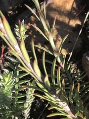 Struthiola macowanii