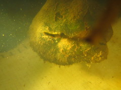Ambystoma gracile