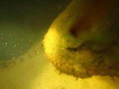 Ambystoma gracile