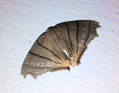 Orudiza protheclaria