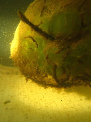 Ambystoma gracile