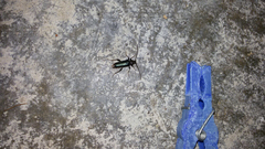 Phymatodes testaceus