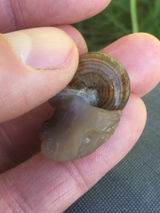 Webbhelix multilineata