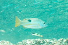 Lutjanus ehrenbergii