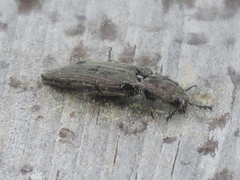 Actenicerus siaelandicus