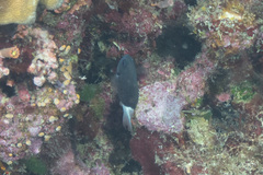 Pycnochromis margaritifer