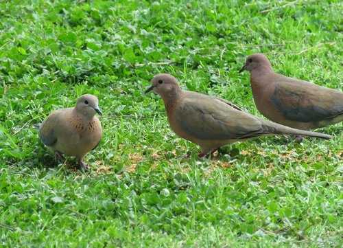 Tórtola senegalesa (Spilopelia senegalensis)