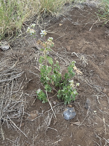 Ageratum conyzoides observed 2024-05-08