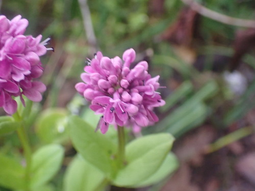Plectritis congesta