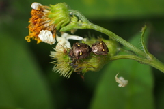 Eysarcoris guttigerus